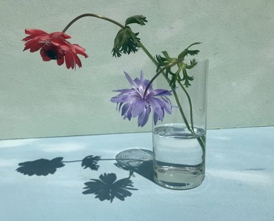 Sombras florales vibrantes de Donatella Basso