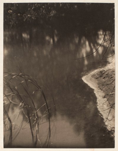 Estudio de árboles reflejados en el agua, c.1925-34 (impresión en platino) de Doris Ulmann