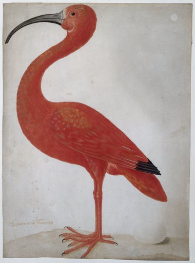 Ibis escarlata con un huevo de Dorothea Maria Gsell