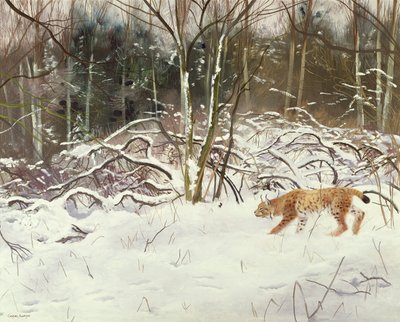 Lince y liebre de Douglas Anderson