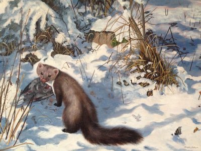 Martas de piedra en la nieve (óleo sobre lienzo) de Douglas Anderson