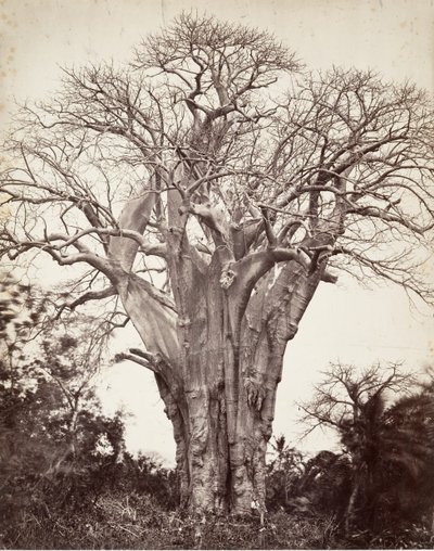 Baobab en Mohéli, 1863 de Désiré Charnay