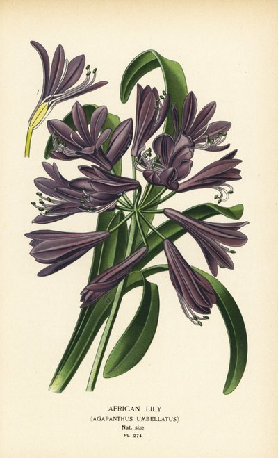 Lirio africano, Agapanthus africanus (Agapanthus umbellatus). Cromolitografía de una ilustración de Desire Bois de Edward Step