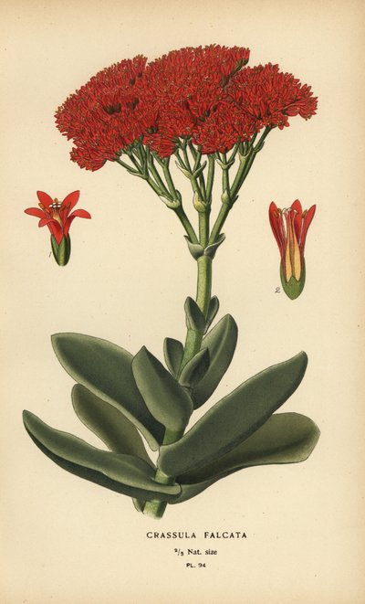 Planta de avión, Crassula perfoliata var. falcata. de Désiré Georges Jean Marie Bois