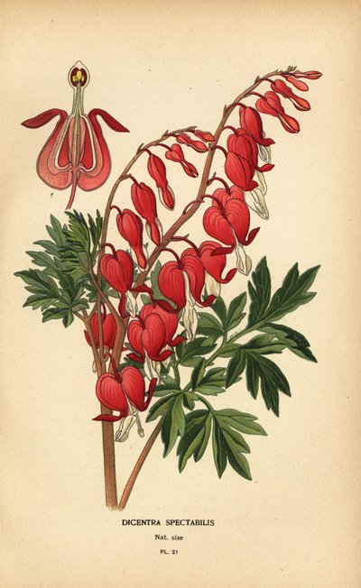 Corazón sangrante asiático, Lamprocapnos spectabilis. de Désiré Georges Jean Marie Bois