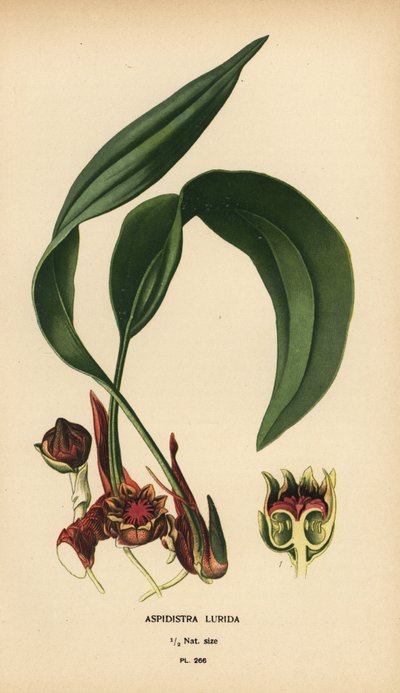 Aspidistra lurida. Cromolitografía de una ilustración de Desire Bois de Edward Step