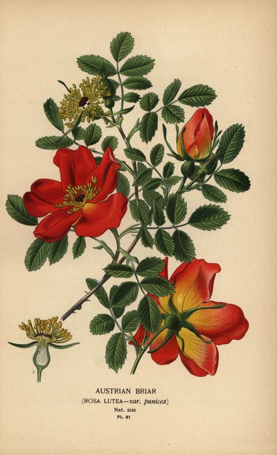 Rosa de brezo austriaca, Rosa lutea var. punicea. de Désiré Georges Jean Marie Bois