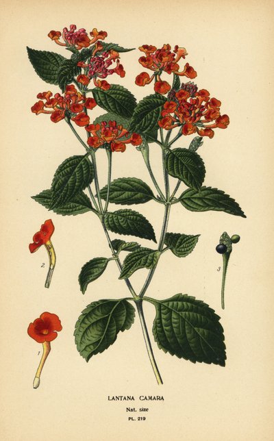Salvia grande, ghaneri o tickberry, Lantana camara. Cromolitografía de una ilustración de Desire Bois de Edward Step