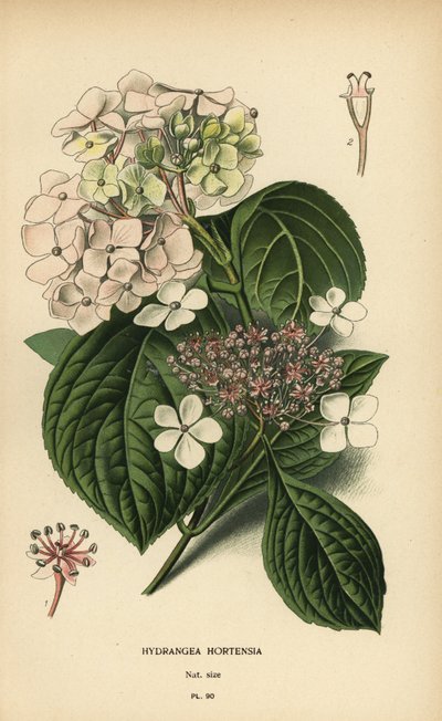 Hortensia de hoja grande, Hydrangea macrophylla. de Désiré Georges Jean Marie Bois
