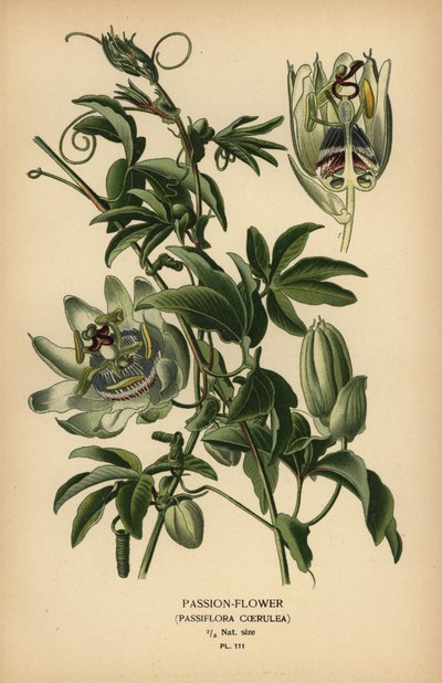 Pasionaria azul, Passiflora caerulea. de Désiré Georges Jean Marie Bois