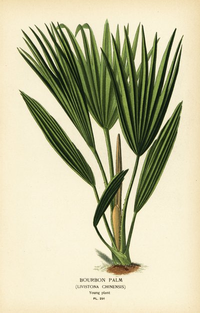 Palmera borbónica o palmera china de abanico, Livistona chinensis. Cromolitografía a partir de una ilustración de Desire Bois de Edward Step