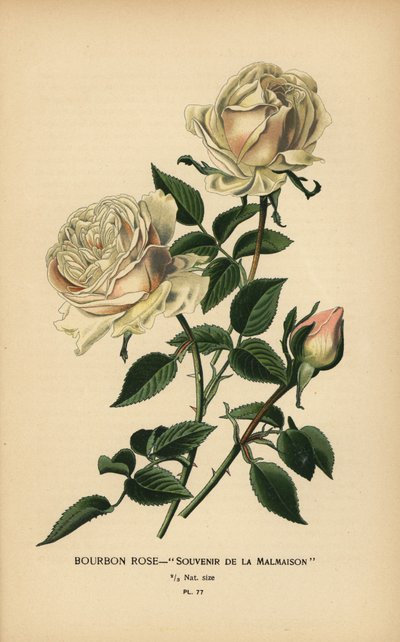 Bourbon rose, Souvenir de la Malmasion. de Désiré Georges Jean Marie Bois