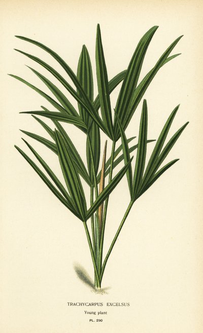 Palmera de hoja ancha o palmera de bambú, Rhapis excelsa (Trachycarpus excelsus). Cromolitografía de una ilustración de Desire Bois de Edward Step