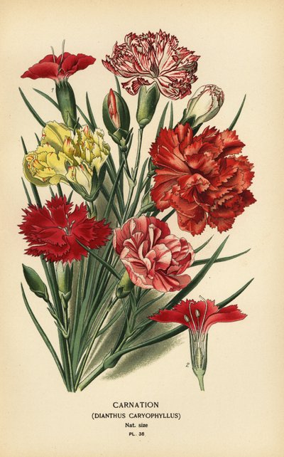 Clavel, Dianthus caryophyllus. de Désiré Georges Jean Marie Bois