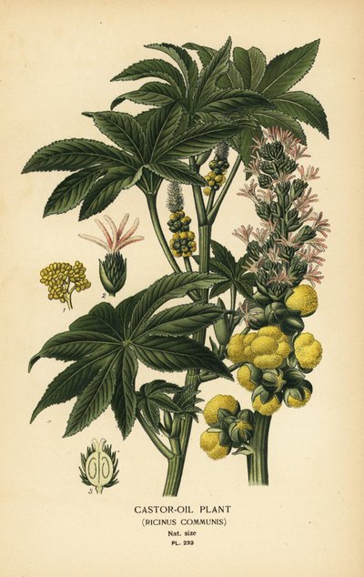 Planta de ricino, Ricinus communis. Cromolitografía a partir de una ilustración de Desire Bois de Edward Step