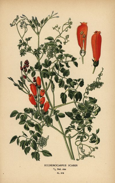 Flor de la gloria chilena, Eccremocarpus scaber. de Désiré Georges Jean Marie Bois