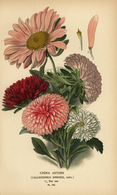 Variedades de áster de China, Callistephus x sinensis. de Désiré Georges Jean Marie Bois