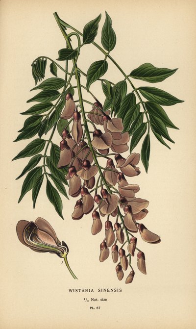 Glicina china, Wisteria sinensis. de Désiré Georges Jean Marie Bois