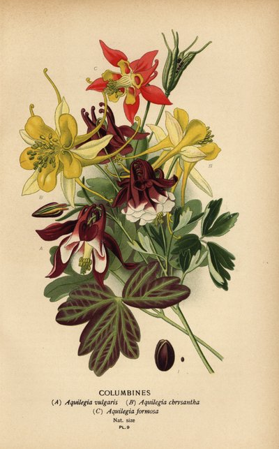 Columbinas, especies de Aquilegia. de Désiré Georges Jean Marie Bois