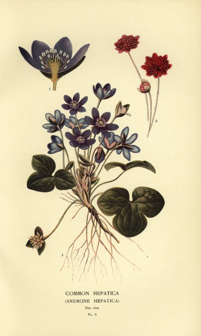 Hepática común, Anemone hepatica. de Désiré Georges Jean Marie Bois
