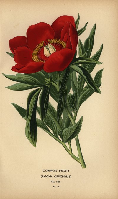 Peonía común, Paeonia officinalis. de Désiré Georges Jean Marie Bois