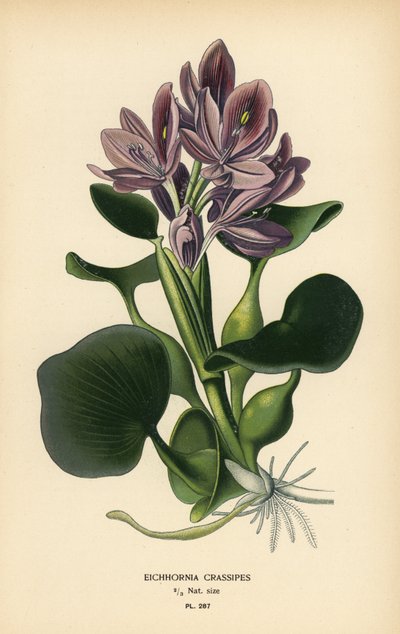 Jacinto de agua común, Eichhornia crassipes. Cromolitografía a partir de una ilustración de Desire Bois de Edward Step