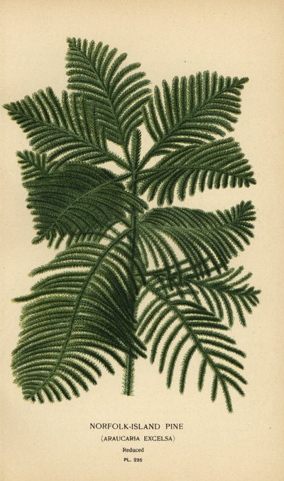 Pino de Cook, Araucaria columnaris. (Pino de la isla de Norfolk, Araucaria excelsa). Cromolitografía de una ilustración de Desire Bois de Edward Step