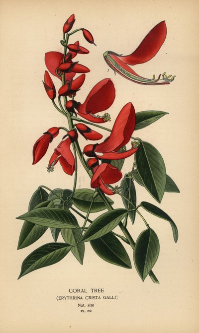 Árbol de coral, Erythrina crista-galli. de Désiré Georges Jean Marie Bois