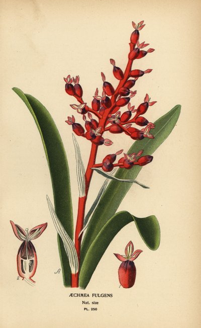Coralberry, Aechmea fulgens. Cromolitografía de una ilustración de Desire Bois de Edward Step