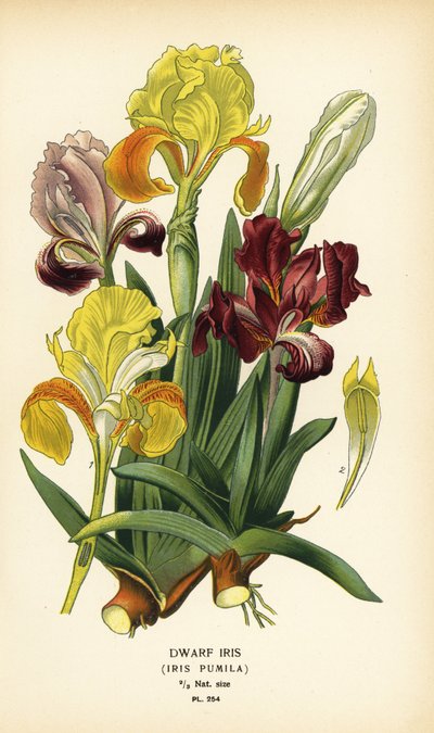 Iris enano, Iris pumila. Cromolitografía a partir de una ilustración de Desire Bois de Edward Step