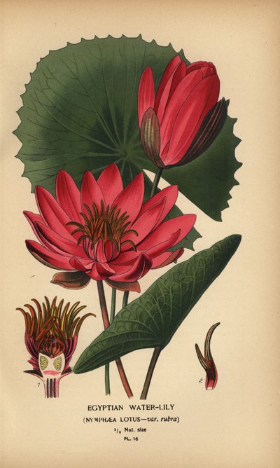 Nenúfar egipcio, Nymphaea lotus. de Désiré Georges Jean Marie Bois