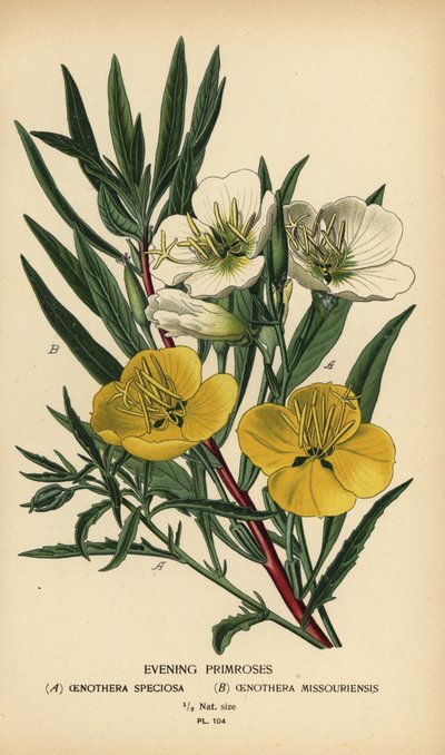 Prímulas vespertinas. de Désiré Georges Jean Marie Bois