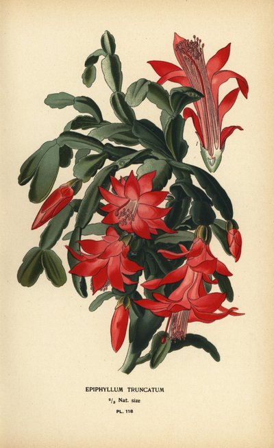 Falso cactus de Navidad, Schlumbergera truncata. de Désiré Georges Jean Marie Bois