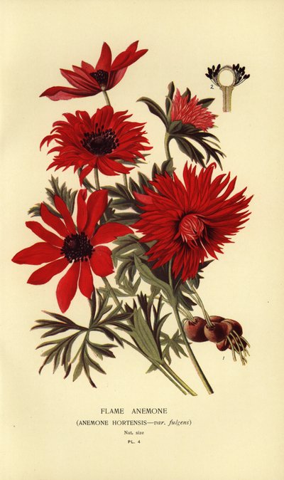 Anémona de llama, Anemone hortensis. de Désiré Georges Jean Marie Bois