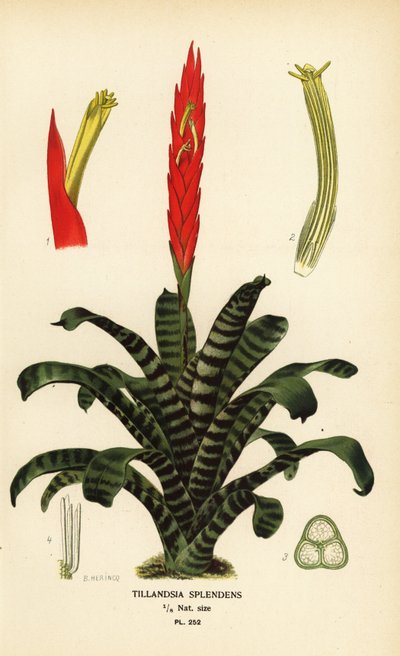 Espada de fuego, Vriesea splendens (Tillandsia splendens). Cromolitografía de una ilustración de B. Herincq de Edward Step