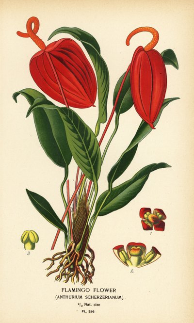 Flor del flamenco, Anthurium scherzerianum. Cromolitografía a partir de una ilustración de Desire Bois de Edward Step