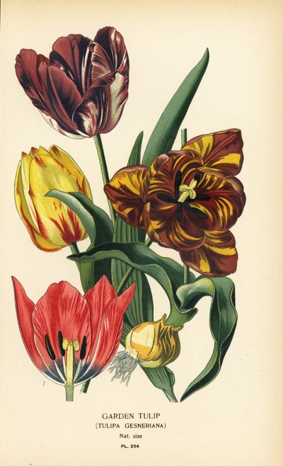 Tulipán de jardín, Tulipa gesneriana. Cromolitografía a partir de una ilustración de Desire Bois de Edward Step