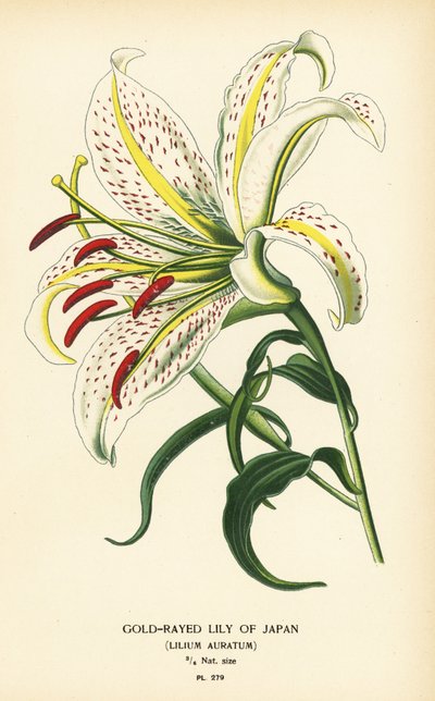 Lirio de Japón dorado o yamayuri, Lilium auratum. Cromolitografía de una ilustración de Desire Bois de Edward Step