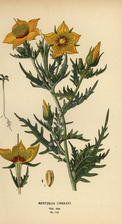 Bartonia dorada o estrella de fuego de Lindley, Mentzelia lindleyi de Désiré Georges Jean Marie Bois