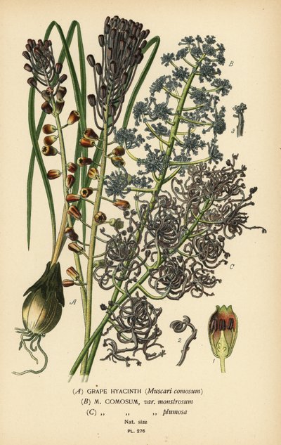 Jacinto de uva, Leopoldia comosa (Muscari comosum, var. monstrosum, var. plumosa). Cromolitografía a partir de una ilustración de Desire Bois de Edward Step