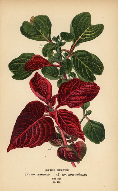 Variedades de hoja de sangre de Herbst, Iresine herbstii a) var. acuminata, b) var. aureo-reticulata. Cromolitografía de una ilustración de Desire Bois de Edward Step