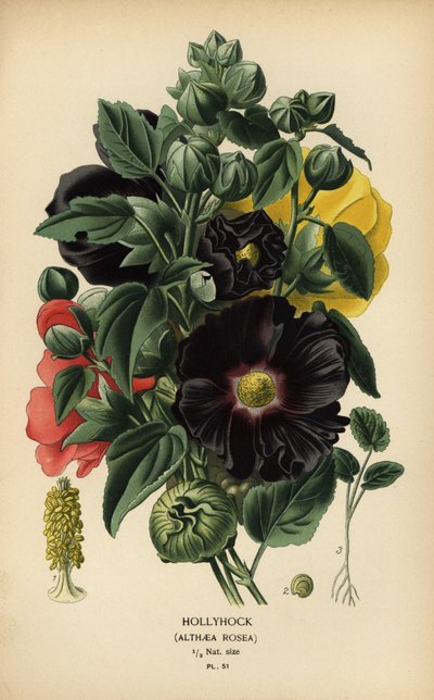 Malva, Alcea rosea. de Désiré Georges Jean Marie Bois