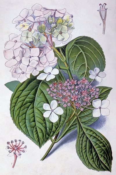 Hortensia, principios del siglo XX (ilustración) de Désiré Georges Jean Marie Bois