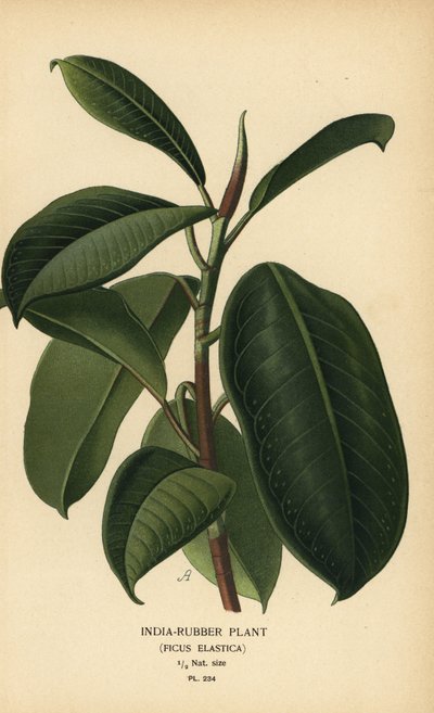 Planta de caucho de la India, Ficus elastica. Cromolitografía a partir de una ilustración de Desire Bois de Edward Step