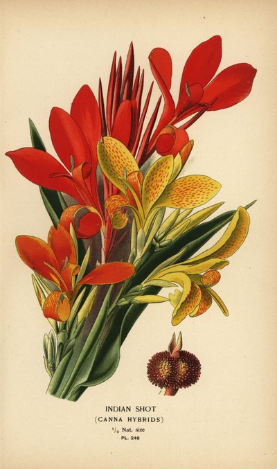 Tiro indio, híbridos de Canna indica. Cromolitografía a partir de una ilustración de Desire Bois de Edward Step