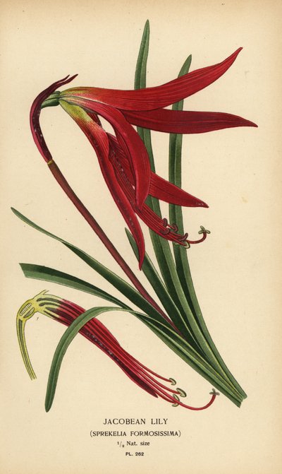 Lirio jacobino, Sprekelia formosissima. Cromolitografía a partir de una ilustración de Desire Bois de Edward Step