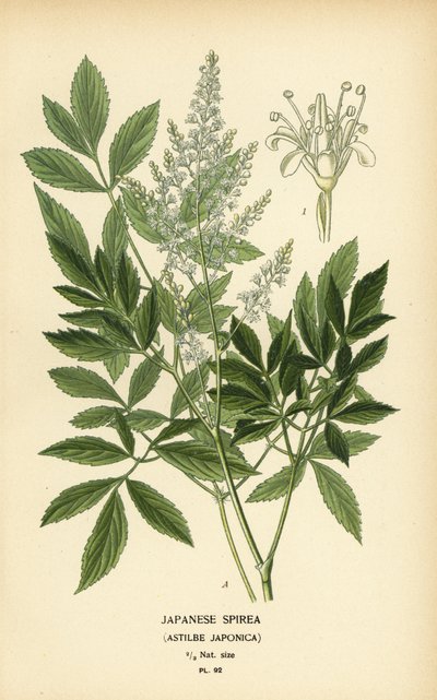 Espira japonesa, Astilbe japonica. de Désiré Georges Jean Marie Bois