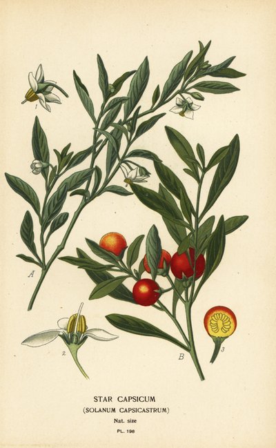 Cereza de Jerusalén, Solanum pseudocapsicum var. diflorum. de Désiré Georges Jean Marie Bois