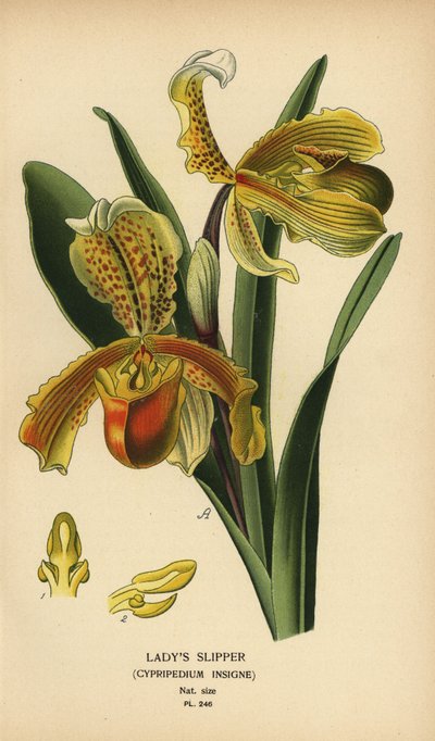 Orquídea zapatilla de dama, Paphiopedilum insigne (Cypripedium insigne). Cromolitografía de una ilustración de Desire Bois de Edward Step