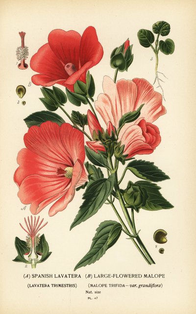Lavatera trimestris y Malope trifida. de Désiré Georges Jean Marie Bois